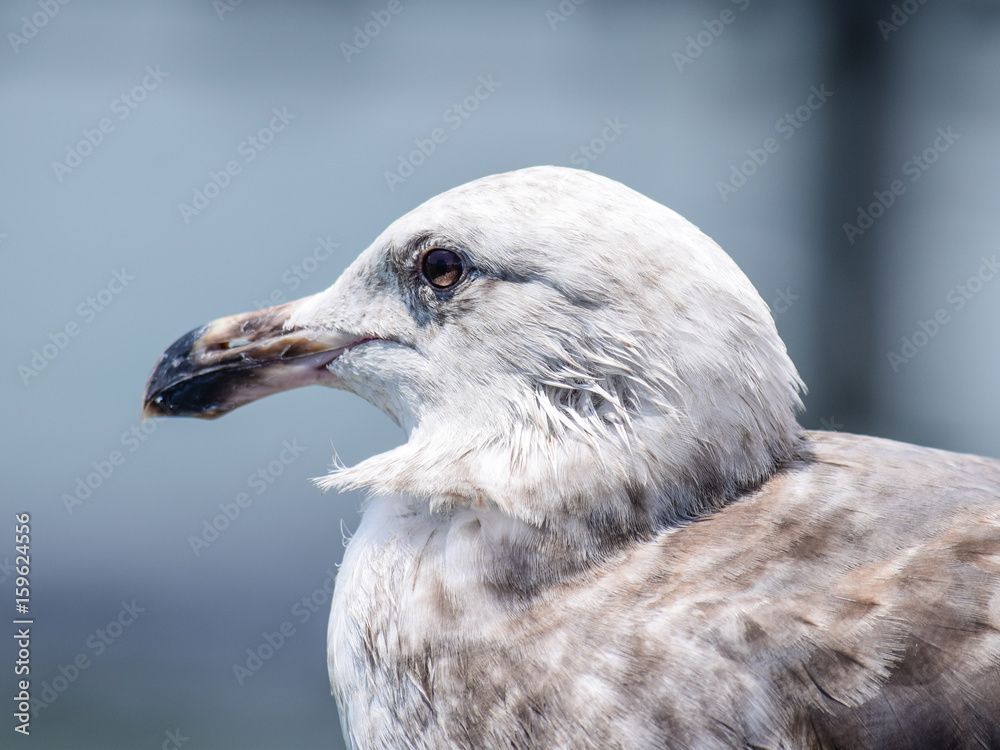 Adult Female Seagull close up Adult Female Seagull close up