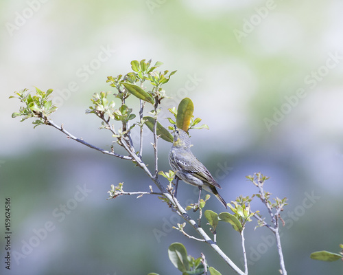 Black Poll Warbler bird in a natural landscape. Non-breeding plumage photo