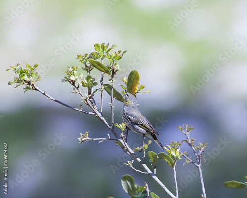 Black Poll Warbler bird in a natural landscape. Non-breeding plumage photo