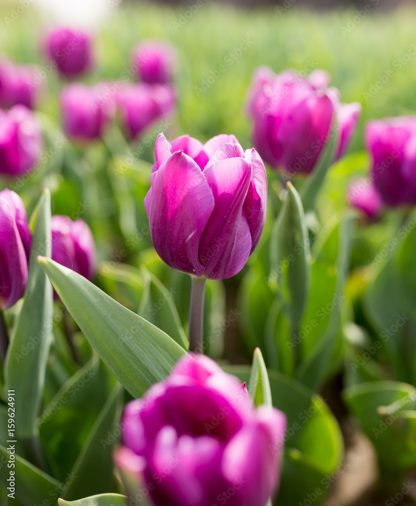 Obraz premium Beautiful purple tulips in nature