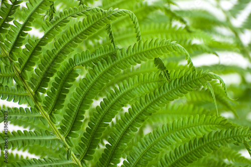 Young leaves of a large wild fern on a white background..