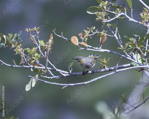 Black Poll Warbler bird in a natural landscape. Non-breeding plumage photo