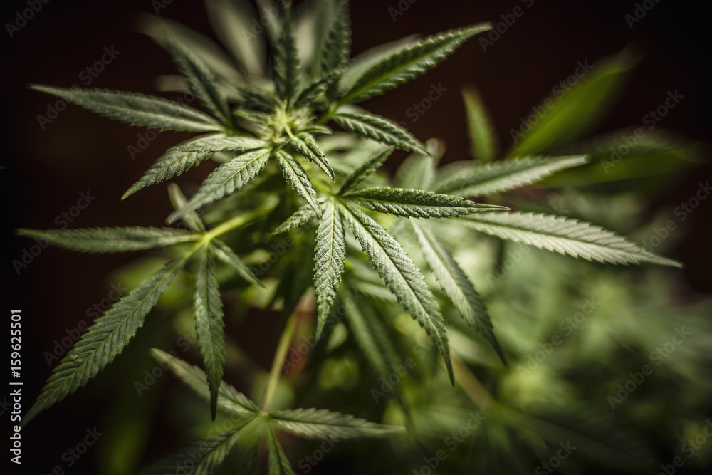 Close-up of marijuana plant Close-up of marijuana plant