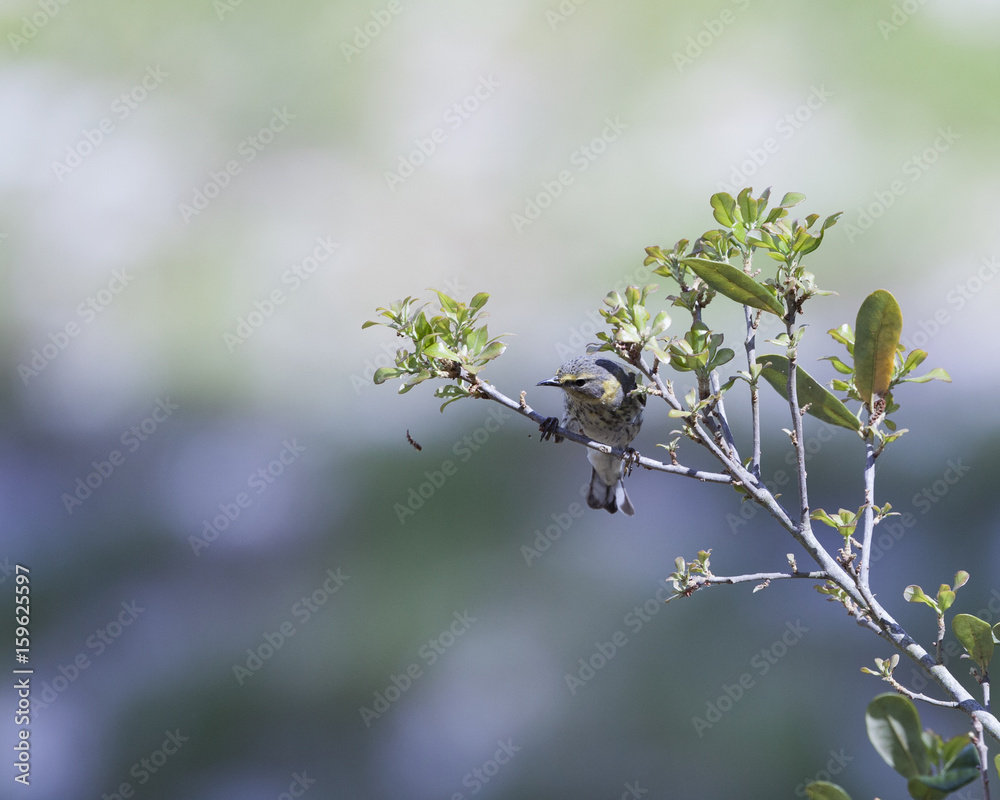 Black Poll Warbler bird in a natural landscape. Non-breeding plumage Black Poll Warbler bird in a natural landscape. Non-breeding plumage