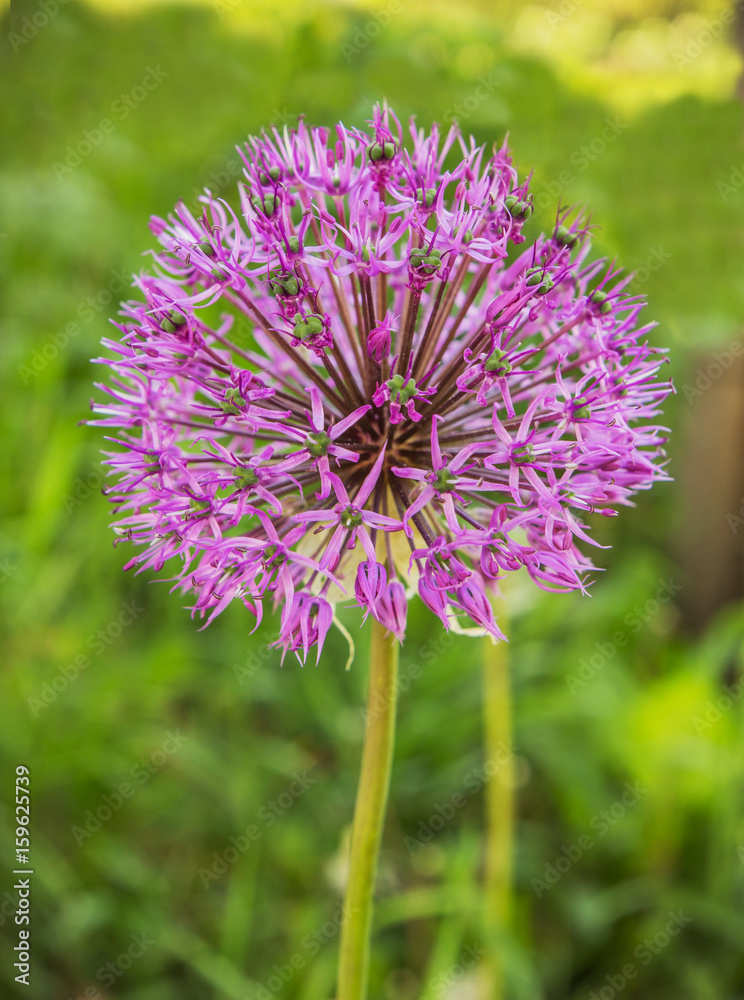 Fototapeta premium Inflorescence of onions ( Allium suworowii)