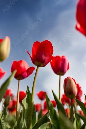 Red tulips against the blue sky in the nature