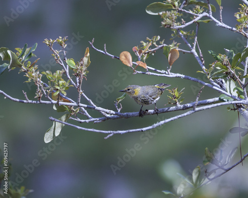 Black Poll Warbler bird in a natural landscape. Non-breeding plumage photo