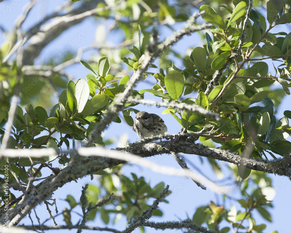Black Poll Warbler bird in a natural landscape Black Poll Warbler bird in a natural landscape