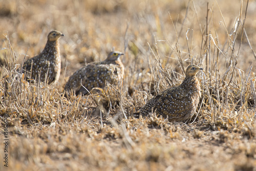 Burchell's sandgrouse family walking in a desert looking for food