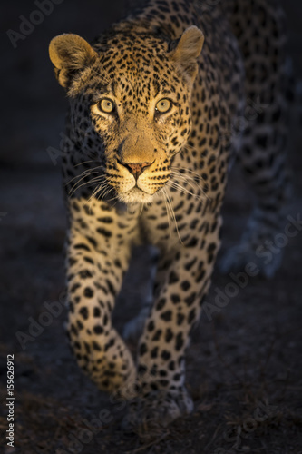 Portrait of leopard walking in the darkness hunting