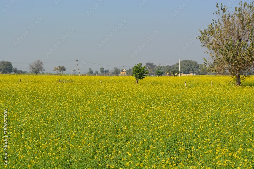 Mustard Field Mustard Field