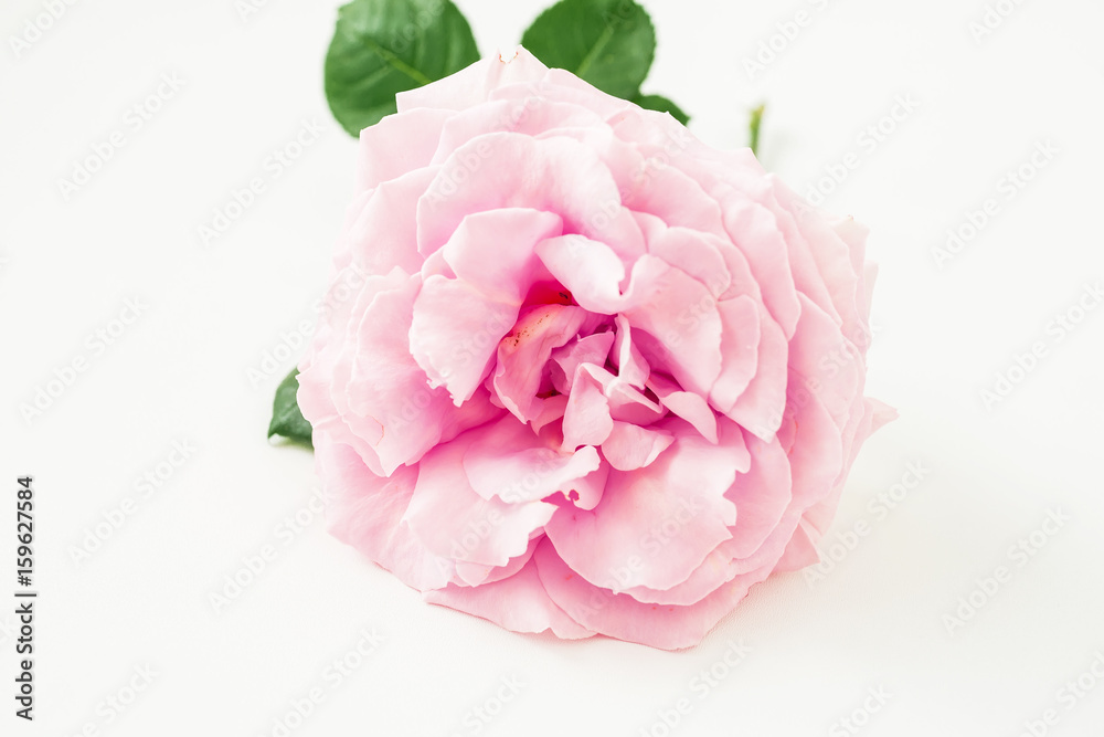 Fototapeta Pink rose flower on white background. Floral background