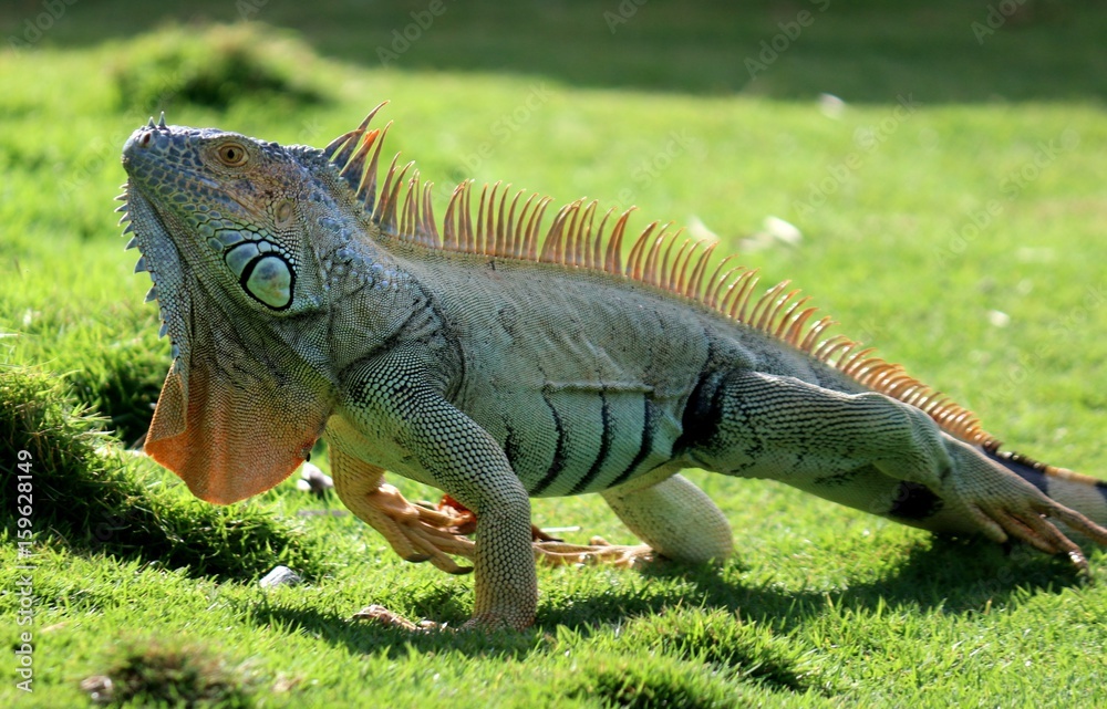 iguana sobre el prado de San Andrés Colombia iguana sobre el prado de San Andrés Colombia