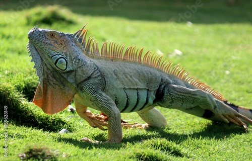 iguana sobre el prado de San Andr  s Colombia