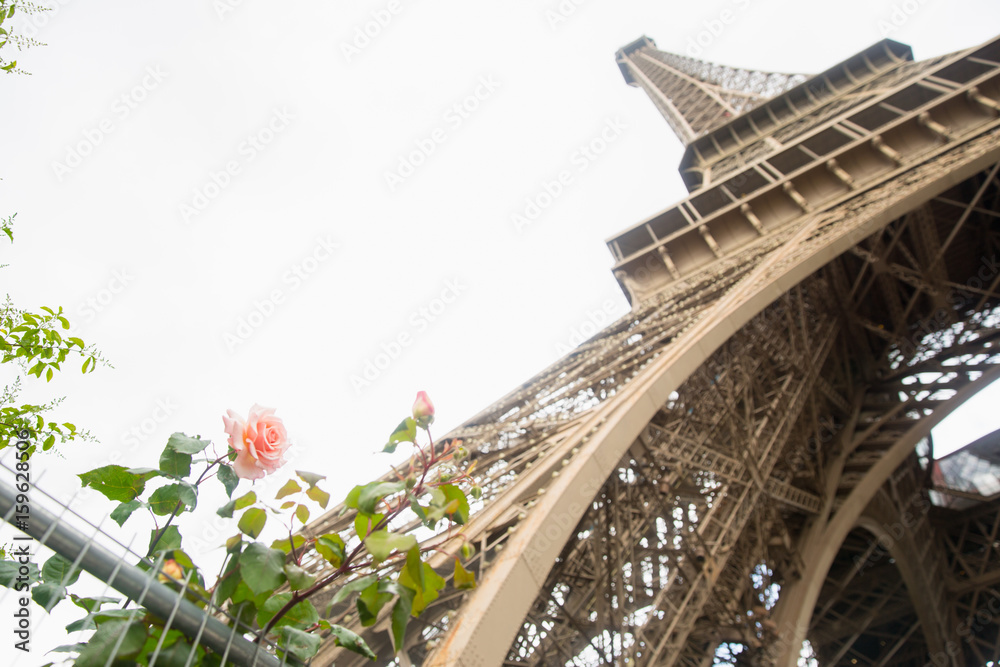 Eiffel Tower with Roses