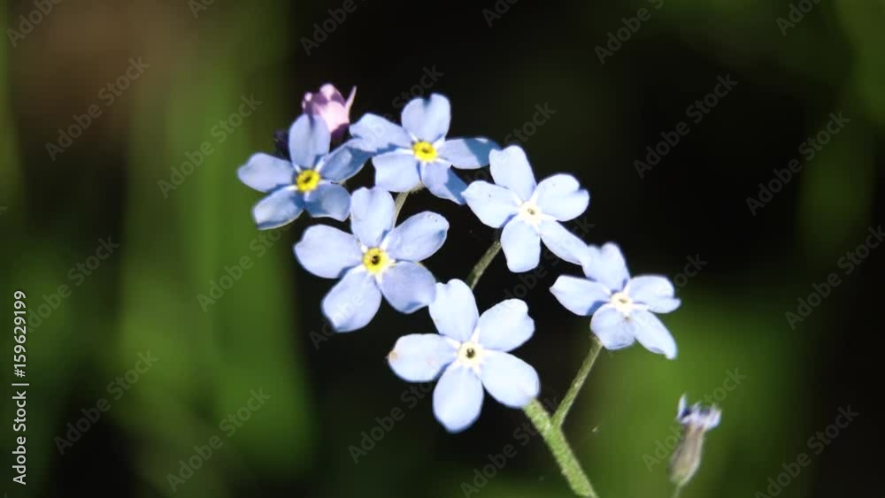 Closeup on beautiful blue flower.Wild flowers,colorful wildflowers blossoming in field macro.Wildflower meadow.Beautiful rural landscape. 4K video. Closeup on beautiful blue flower.Wild flowers,colorful wildflowers blossoming in field macro.Wildflower meadow.Beautiful rural landscape. 4K video.