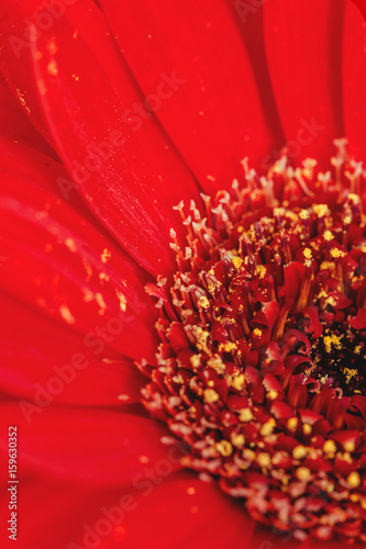 Red Gerbera flower. Red Daisy. Macro photography. Vintage feel.