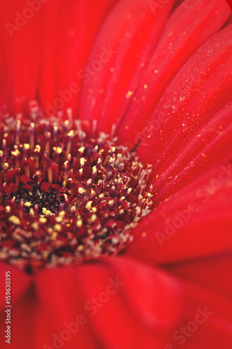 Red Gerbera flower. Red Daisy. Macro photography. Vintage feel.