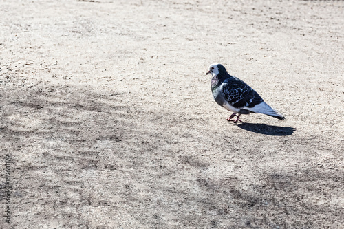 The pigeon in the Park