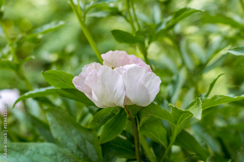 Pink peony flower on green background. Soft focus.