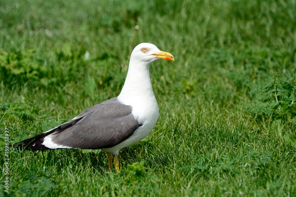 Black-backed gull, Inchcolm Island, Scotland Black-backed gull, Inchcolm Island, Scotland