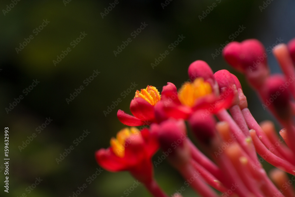 red flower with yellow pollen red flower with yellow pollen
