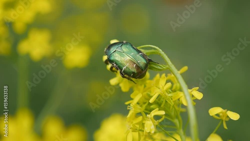 Beetle Golden brantovka on extended flower. photo