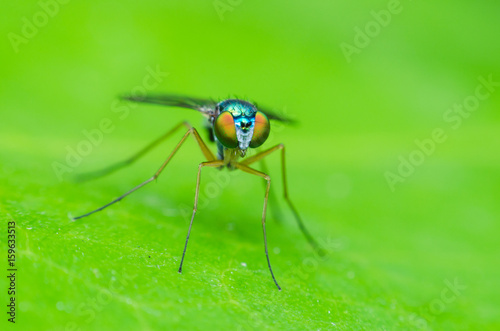 long legged fly stand on green leaves, small green fly.