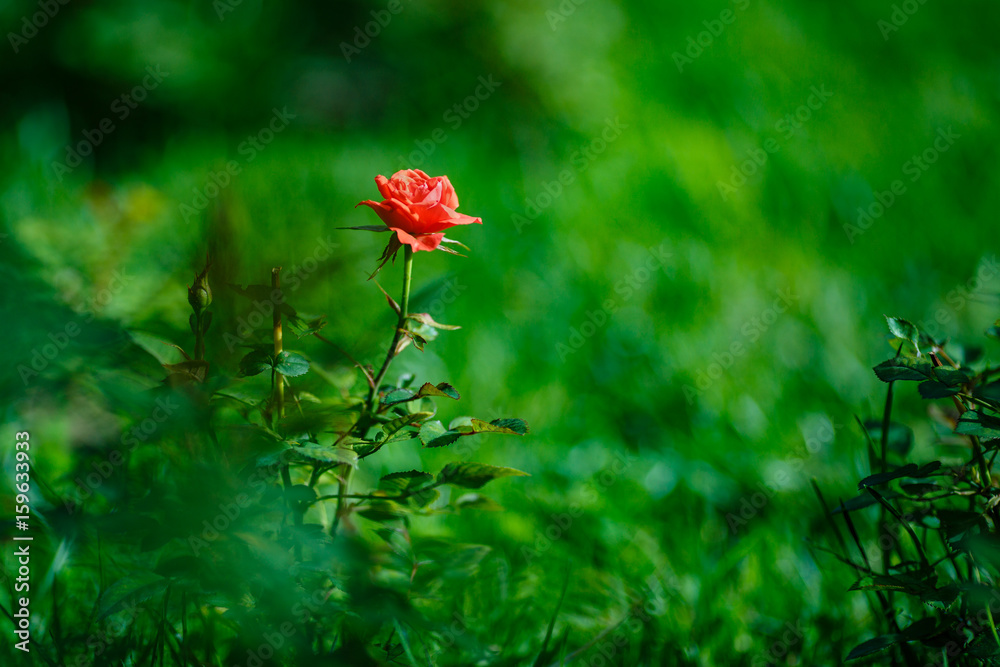 rose with green blurred background with room for text. rose with green blurred background with room for text.