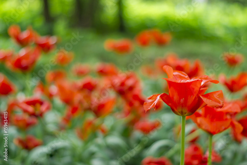 field of red tulips. Selective focus