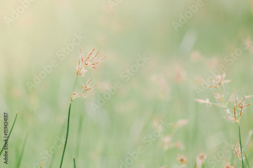Grass flower nature background