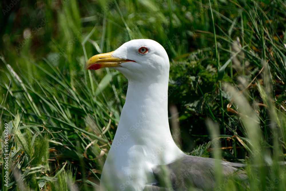 Black-backed gull, Inchcolm Island, Scotland Black-backed gull, Inchcolm Island, Scotland