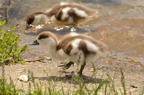 фотографія ruddy Shelduck's ducklings