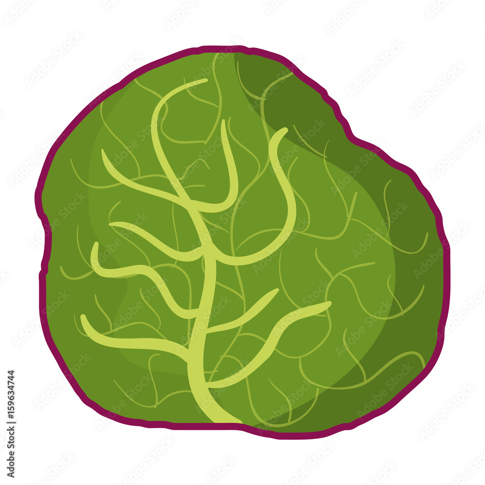 lettuce fresh vegetable icon vector illustration design lettuce fresh vegetable icon vector illustration design