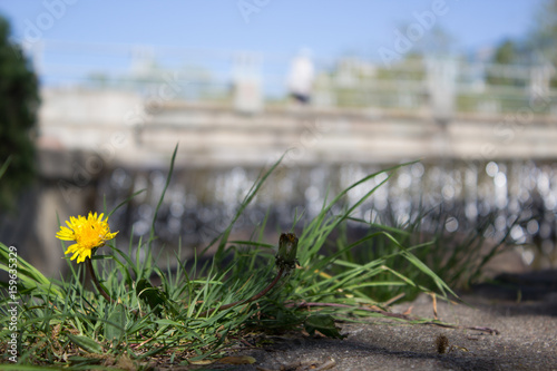 Landscape with daisies and dandelions by the river photo