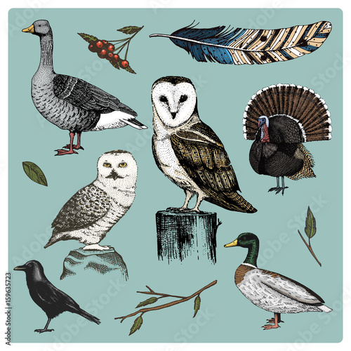 hand drawn vector realistic bird, sketch graphic style, set of domestic. turkey and duck. goose and crow. dove and sparrow. raven and feather. typo alba, white owl, barn, long-eared.
