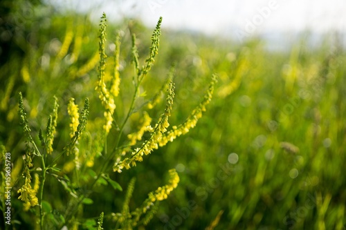 Meadow flowers. Slovakia