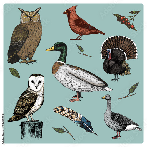 hand drawn vector realistic bird, sketch graphic style, set of domestic. turkey and duck. goose and red cardinal. dove and sparrow. raven and feather. typo alba, white owl, barn, long-eared.