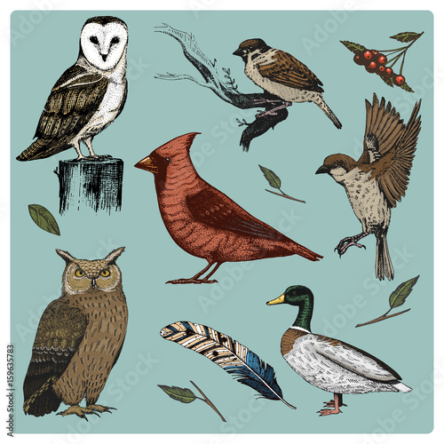 hand drawn vector realistic bird, sketch graphic style, set of domestic. turkey and duck. goose and red cardinal. dove and sparrow. raven and feather. typo alba, white owl, barn, long-eared.