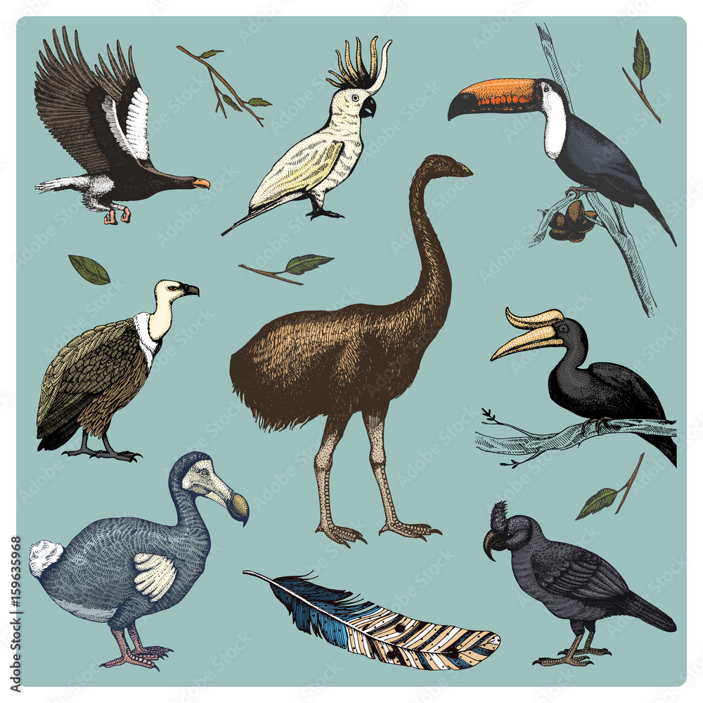 Obraz premium hand drawn vector realistic bird, sketch graphic style, set of domestic. griffon vultures and broad-billed parrot. rhinoceros hornbill and extinct species. moa, dodo and feather. Nest with eggs.