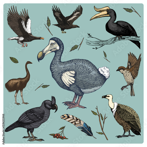 hand drawn vector realistic bird, sketch graphic style, set of domestic. griffon vultures and broad-billed parrot. rhinoceros hornbill and extinct species. moa, dodo and feather. Nest with eggs.