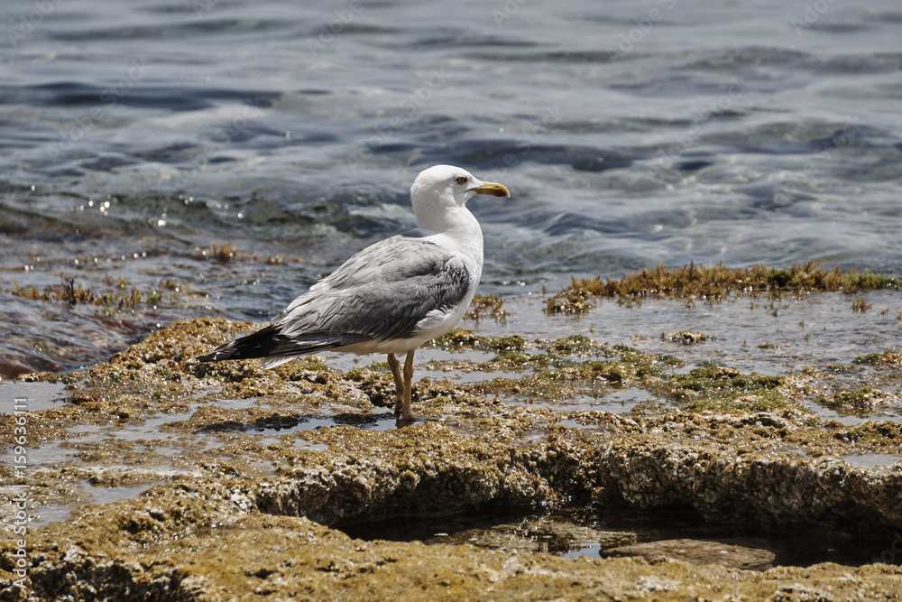 Audouin's gull sitting on a stone by the sea shore. Audouin's gull sitting on a stone by the sea shore.