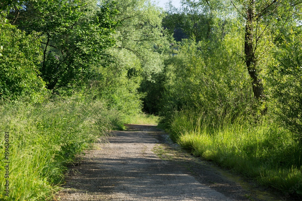 Magic trees and paths in the forest. Slovakia Magic trees and paths in the forest. Slovakia