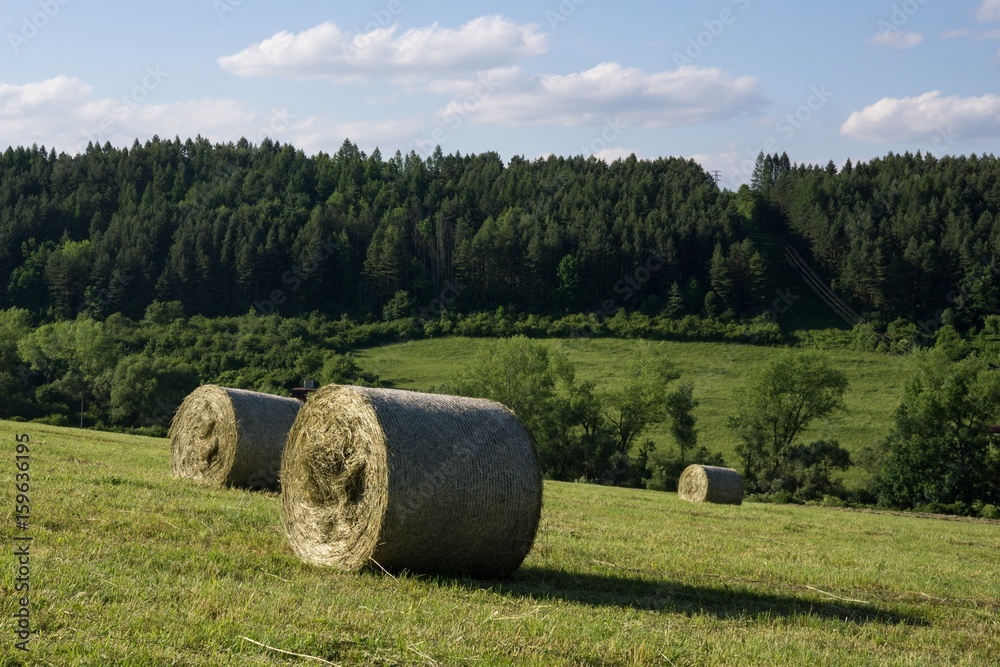 Straw rolls on meadow near forest during autumn. Slovakia