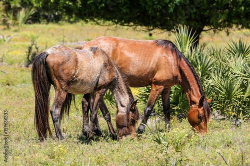 Wild horses graze the lush pastures on Cumberland Island GA
