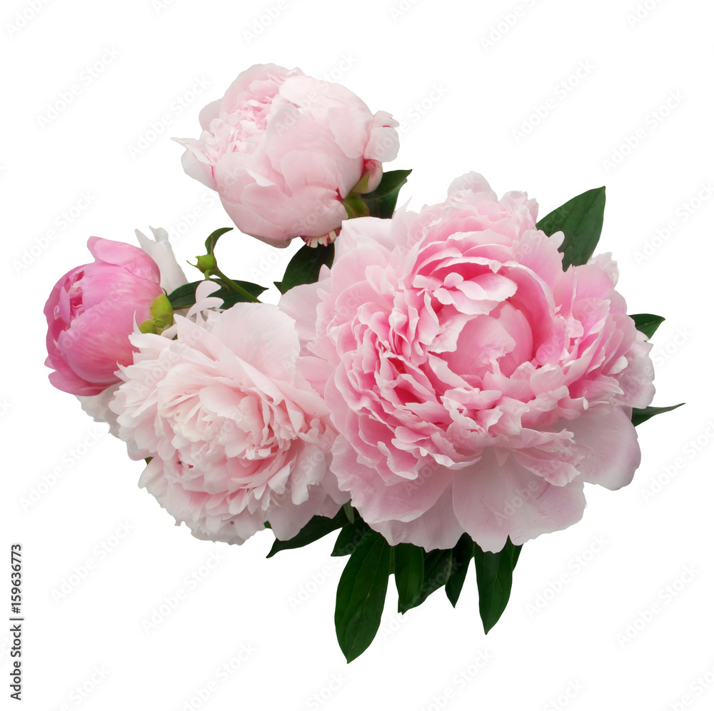Naklejka Różowy peonia kwiat odizolowywający na białym tle