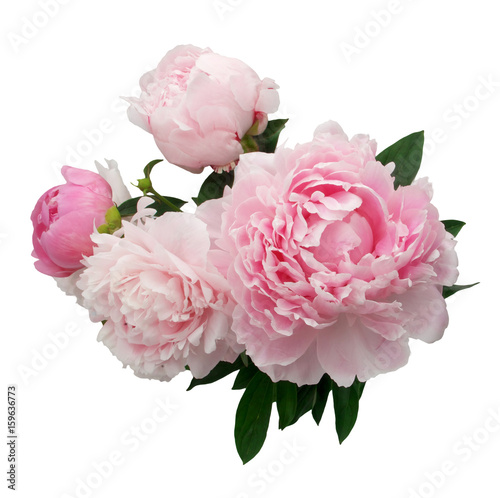 Pink peony flower isolated on white background photo