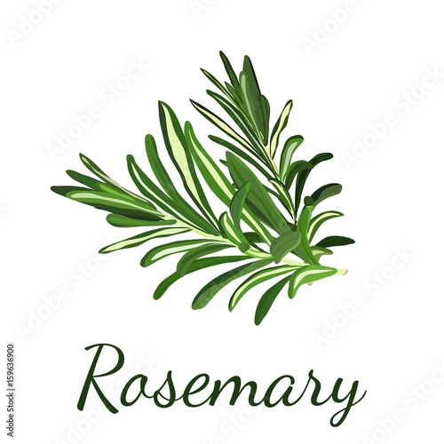 Rosemary. Herbs and spices. Vector illustration. No gradients.