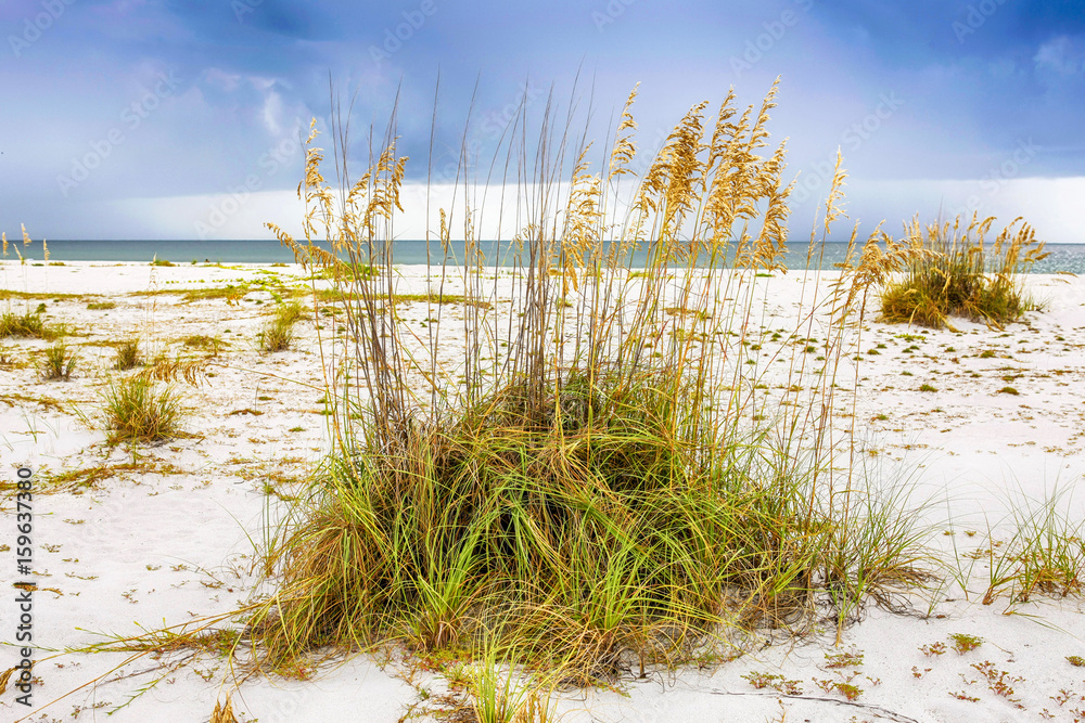 Reed grasses on Gasparilla Island State Park beach in SW Florida