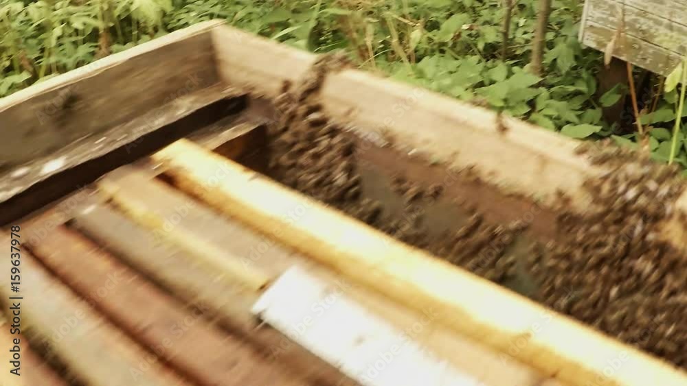 Bees on Wall of Hive Close up Hands Install Frame For Honeycombs Bees on Wall of Hive Close up Hands Install Frame For Honeycombs